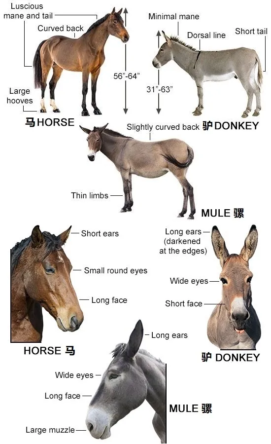 上图：骡子、马和驴的区别。大部分的骡子都是公驴和母马杂交的后代，比马小、比驴大，集父母的优点于一身：吃苦耐劳，不易生病，比马和驴的力气更大、寿命更长。律法禁止繁殖骡子（利十九19），但并没有禁止使用骡子，所以以色列人不培育骡子，但有时会从埃及或腓尼基进口骡子。驴子是平民的坐骑，只有国王、王子或有身份的富贵人家才会骑着骡子。