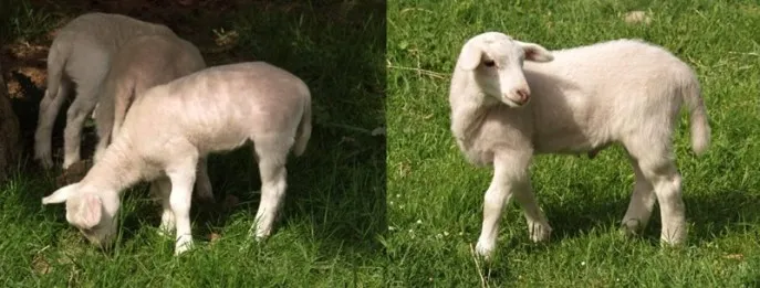 上图：左边是8天大的羊，右边是7天大的羊。上帝规定「七天当跟着母」（利二十二27），但并没有说明原因，可能与以色列男孩也是第八天受割礼（十二3）对应。有人认为是出于人道、怜悯或，但第7天或第8天献祭，在人道或怜悯上并没有什么区别。