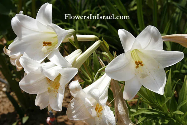 上图：以色列的野地里有许多种百合花。以上是其中一种：圣母百合（Madonna Lily，Lilium Candidum）。