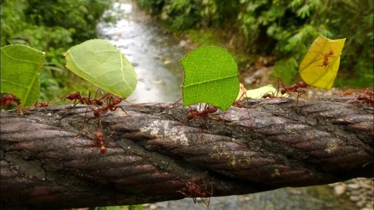 ant-carrying-leaf-768x432