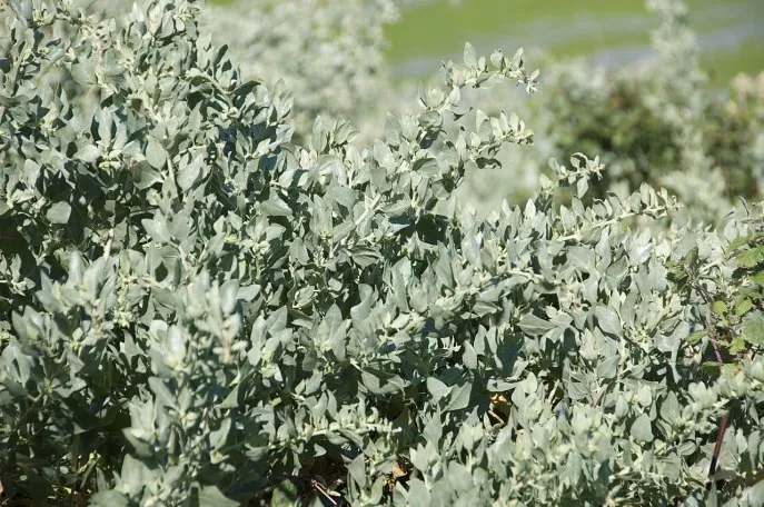 上图:「咸草」是一种滨藜属的植物(Atriplex Halimus),耐干旱,容易在碱性和盐碱化的土壤中,所以经常被当作牧草种植。它是沙鼠(Psammomys obesus)的主食。