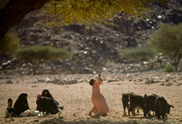 上图：一位贝都因游牧民族的女孩正从柽柳树上收集树叶喂山羊。