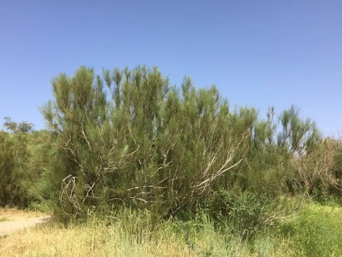 上图:以色列圣经植物园中种植的罗腾树。这是一种生长于干旱地区的松柏属灌木,最高大约3米,虽然并不高大,但在炎热的旷野中可以提供宝贵的荫凉。