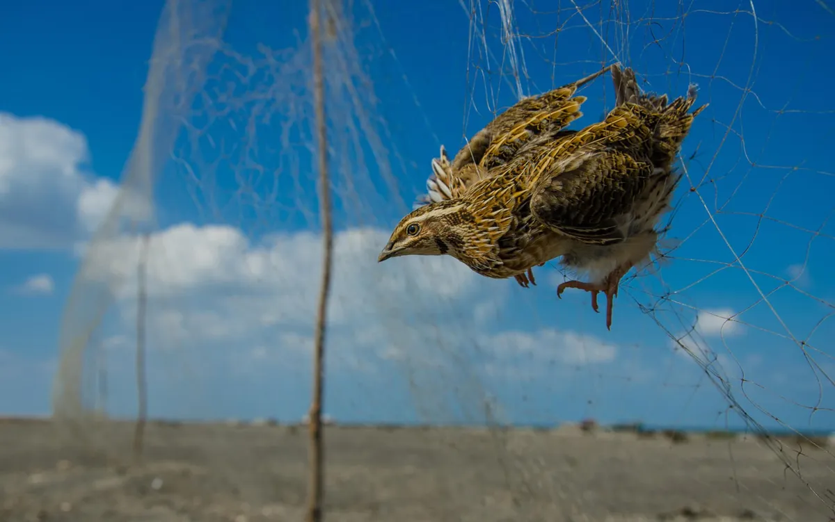 common_quail_illegal_trapping_in_egypt