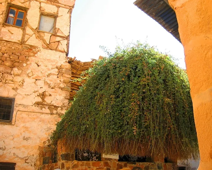 上图：西奈山下圣凯瑟琳修道院（St. Catherine’s Monastery）的「荆棘」，传统认为摩西看到的燃烧的「荆棘」就是类似的样子。