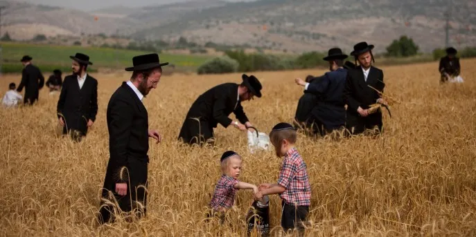 上图：極端保守犹太人正在用镰刀割小麦，准备七七节（Shavuot）庆典。这一天他们要在会堂诵读妥拉中有关十诫的经文，并诵读路得记。