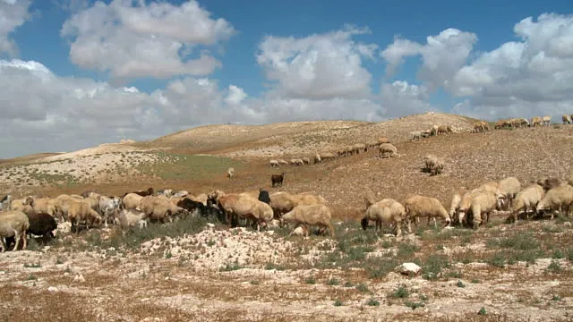 上图：半干旱的犹大旷野里的羊群。最好的羊肉并不是来自水草丰茂的地方，而是来自半干旱的旷野。因为在环境严酷的旷野，羊需要储存更多的能量，因此风味物质含量更高，口味更为浓郁。所以大卫的哥哥说「旷野的那几只羊」（撒上十七28）。