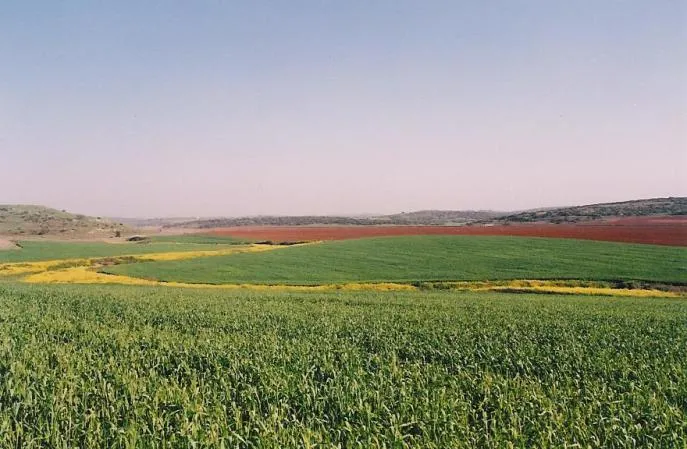 上图：立拿的田野。图的左边是立拿遗址Tel Burna，位于拉吉东北约11公里的Nahal Guvrin河边，水源充足，是从拉吉前往耶路撒冷的必经之地。