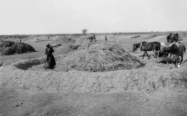 threshing-floor