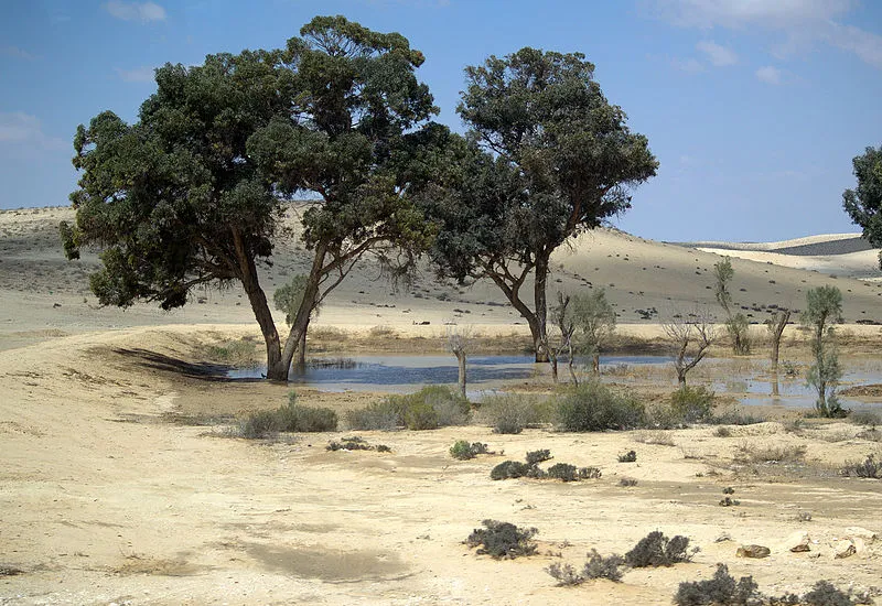 trees_in_the_negev