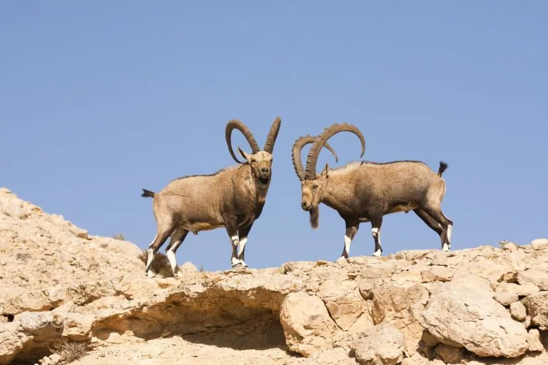two-large-Male-Nubian-Ibex-768x512