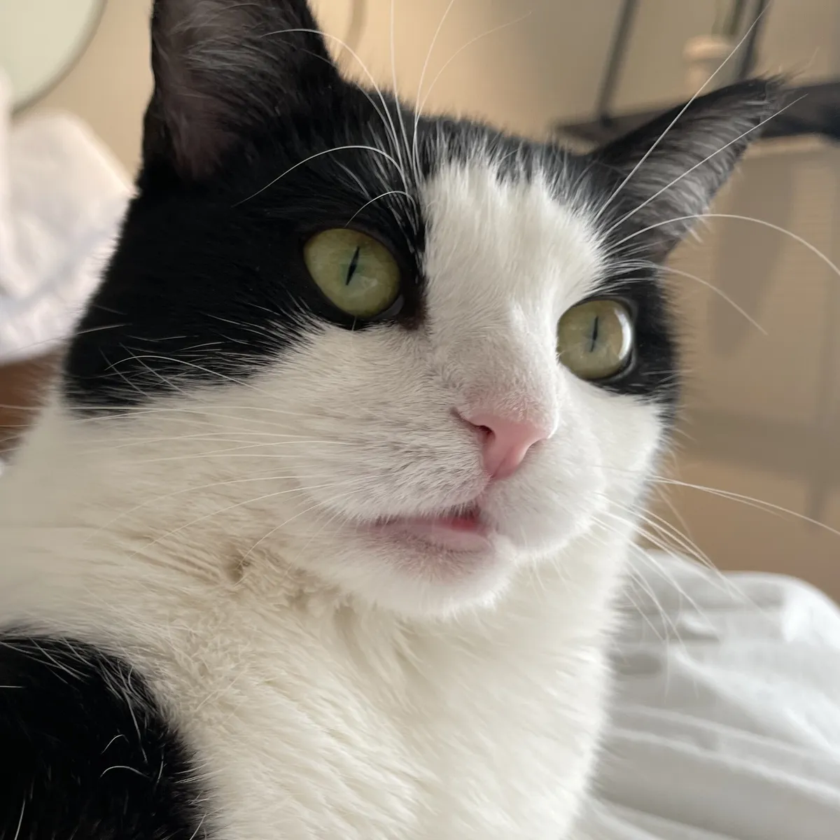 Ripley