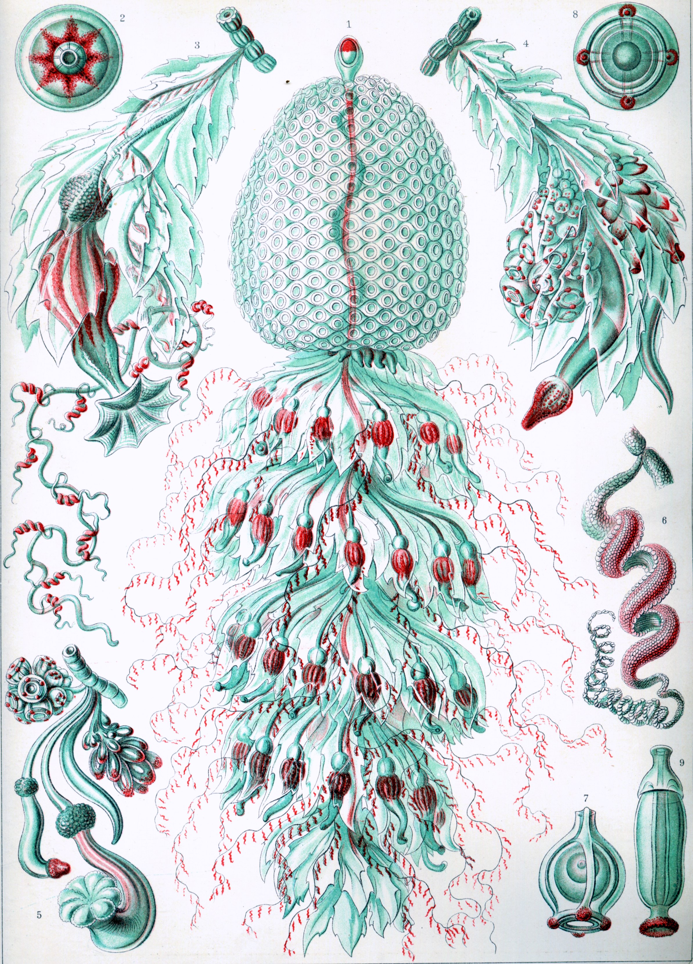 Siphonophorae