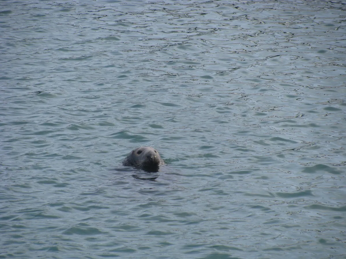 seal popping its head above water