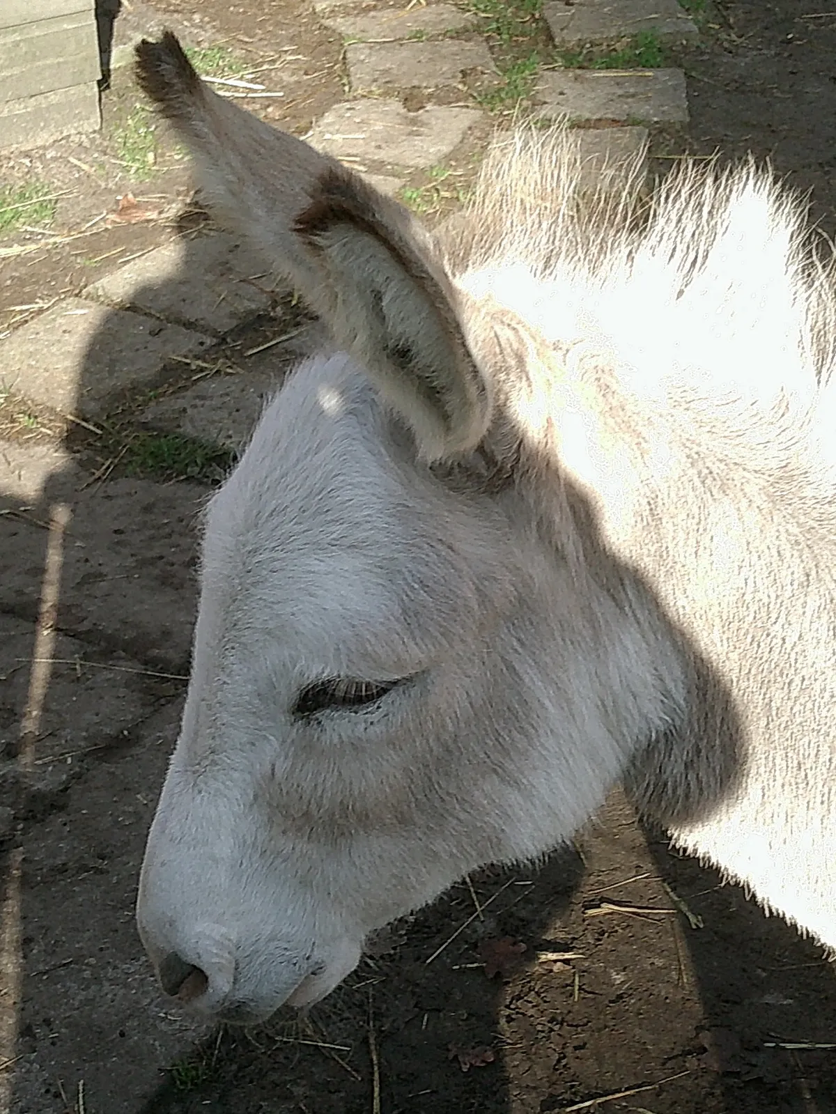 a sweet donkey, who let me pet him for a long time, so cute!