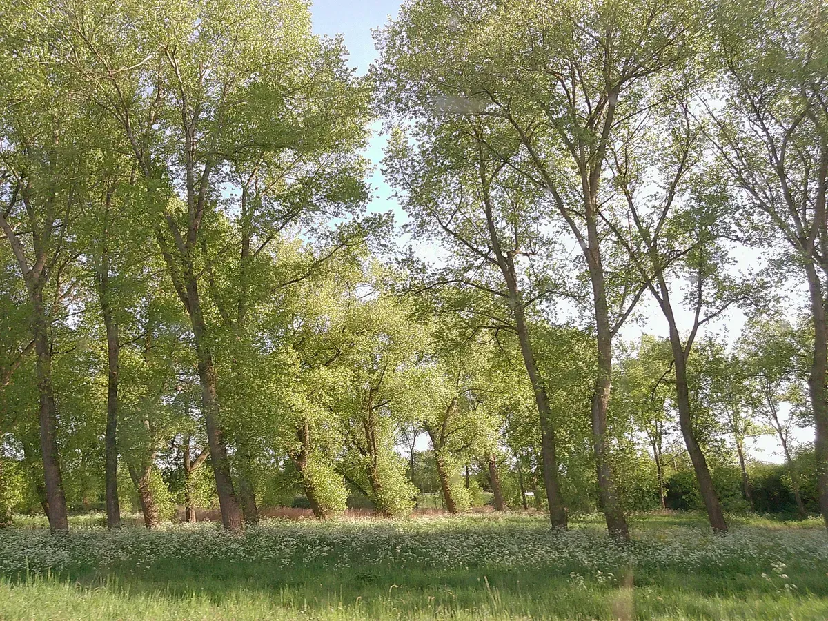 trees in the curve of a freeway