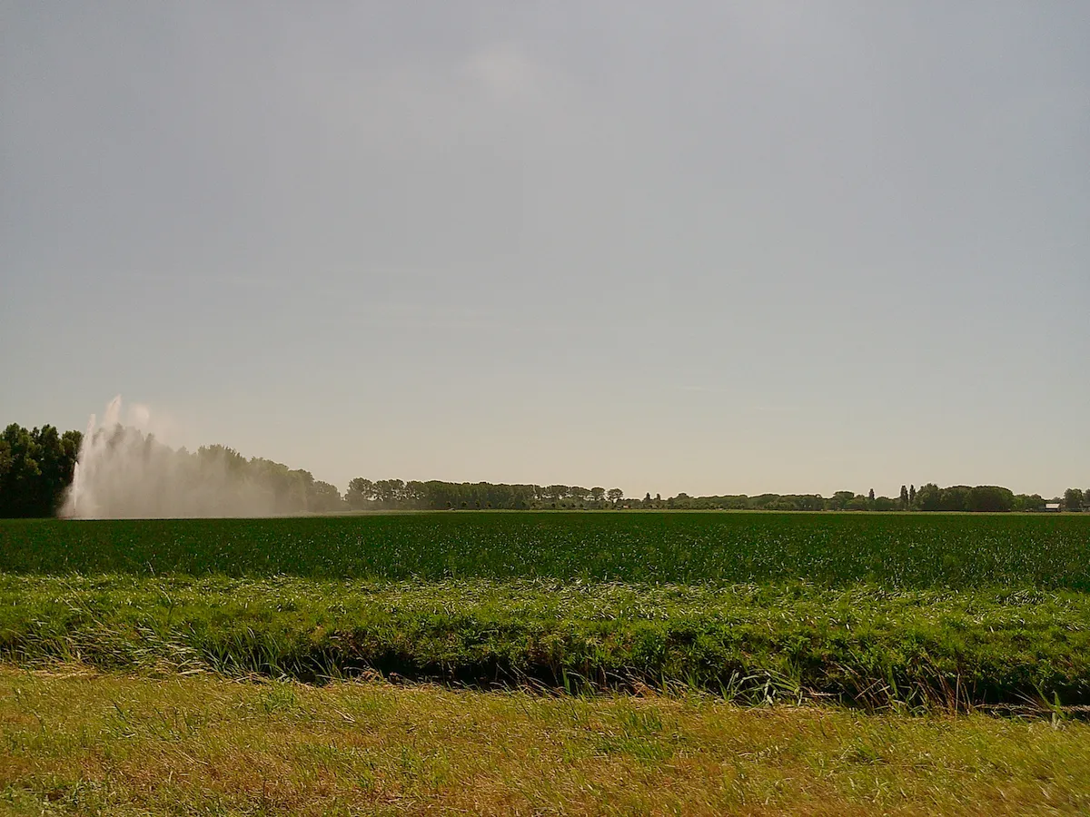 spraying water on veggies