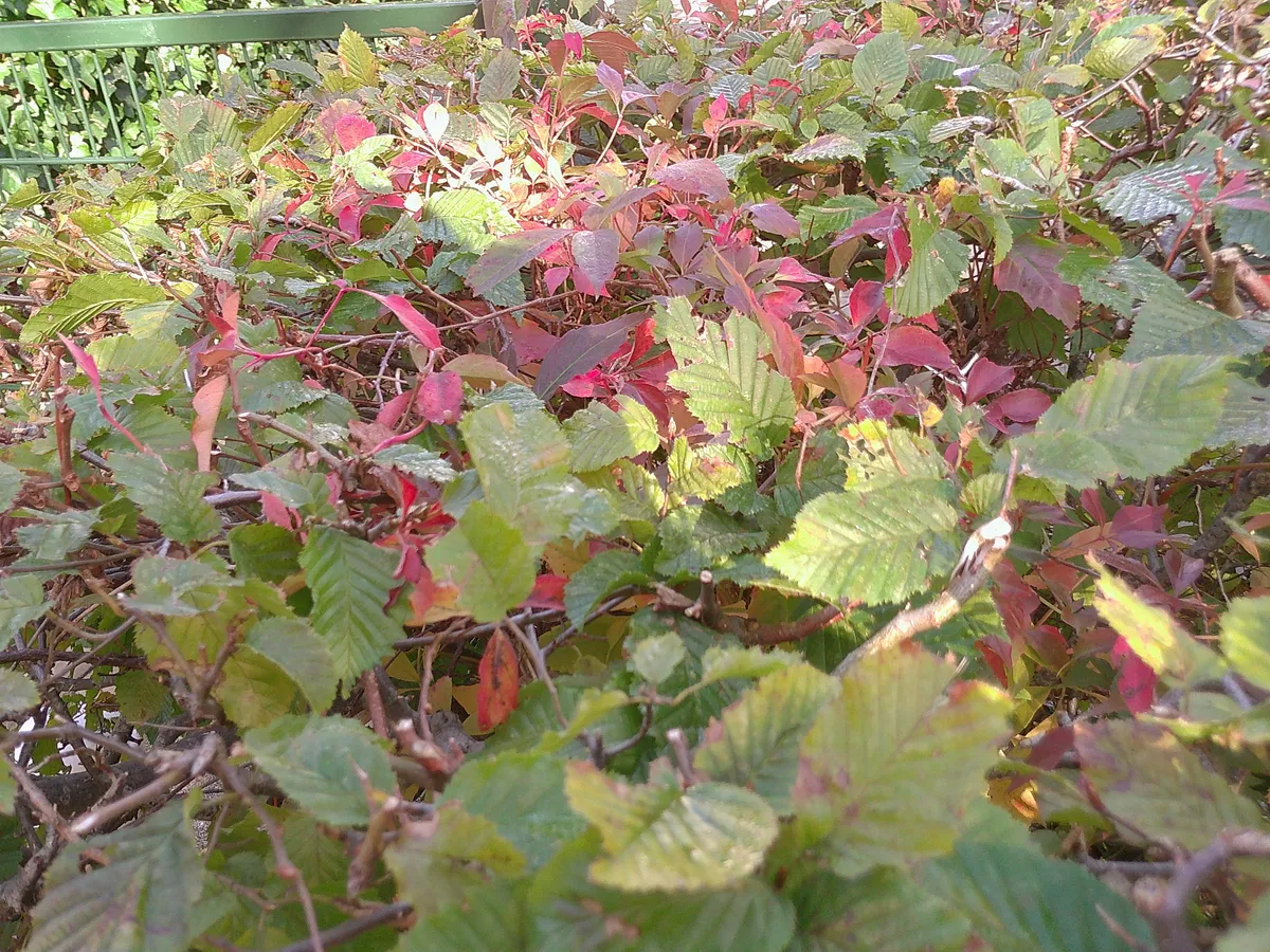 the beech hedge is starting to turn red