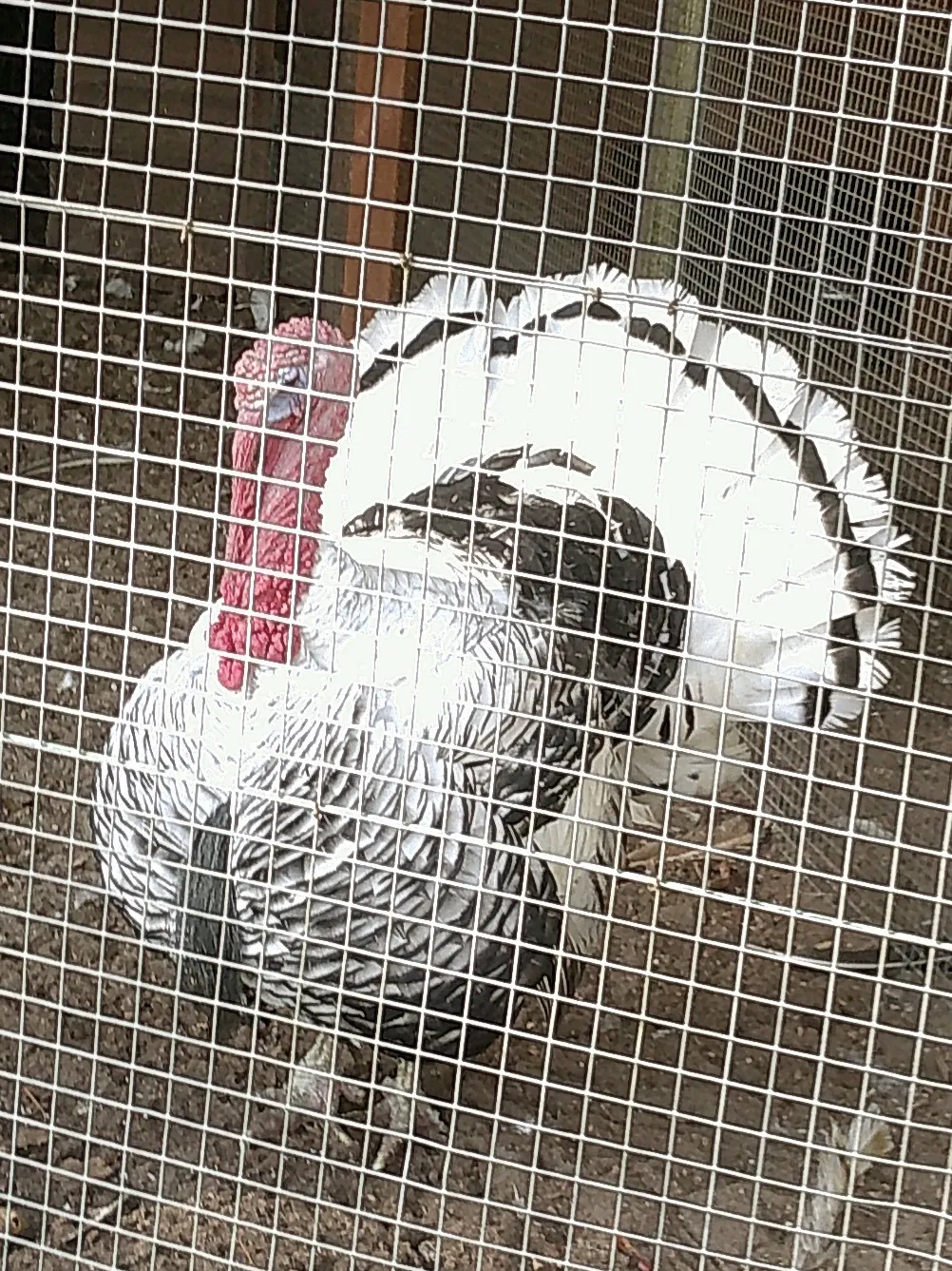 This turkey went all prancy the whole time I sat on the bench outside his cage