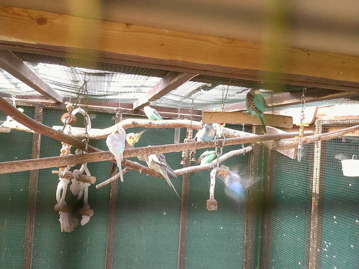 the parakeets and cockatiels. love that I caught one in flight