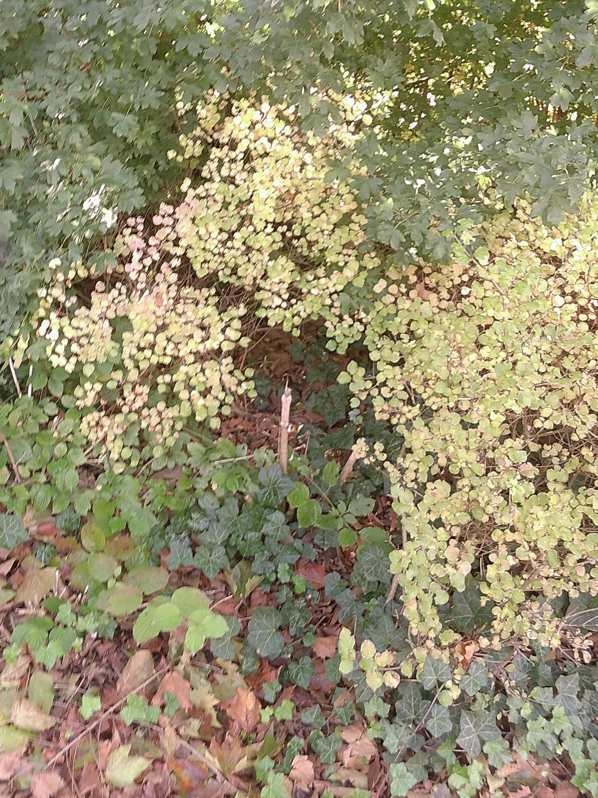 love the contrast between leaf colours of these plants