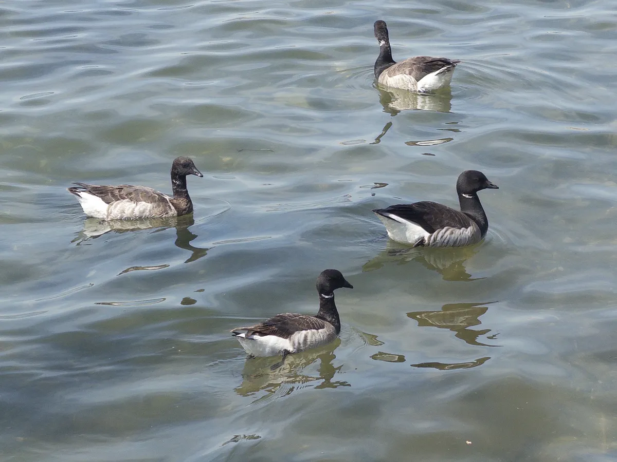 A flock of Brants enjoying the sea