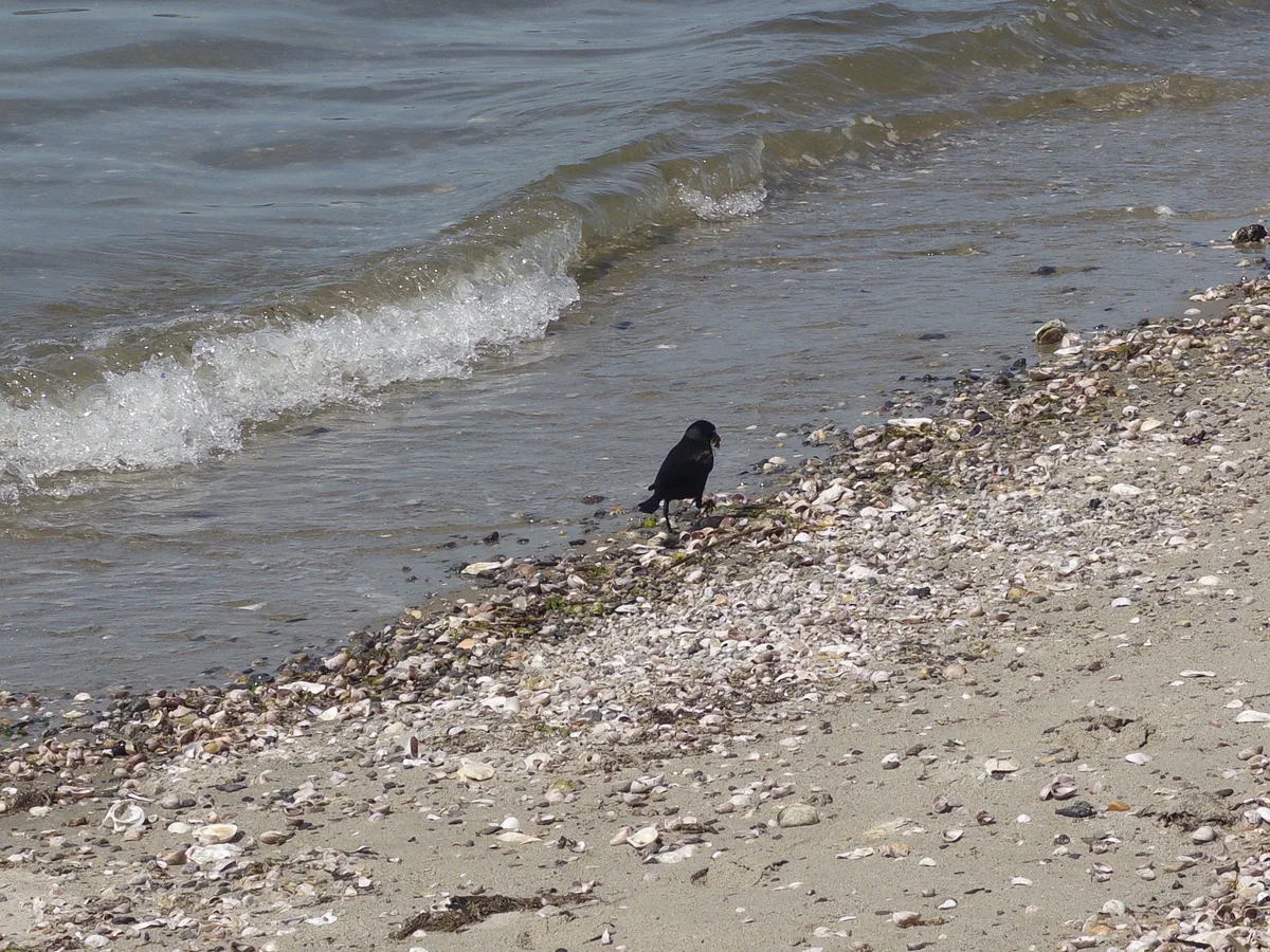 A blackbird enjoying the shore