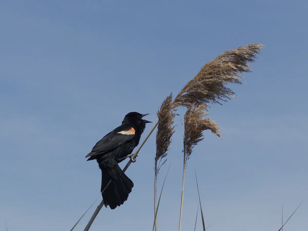 Red Winged Blackbird Calling