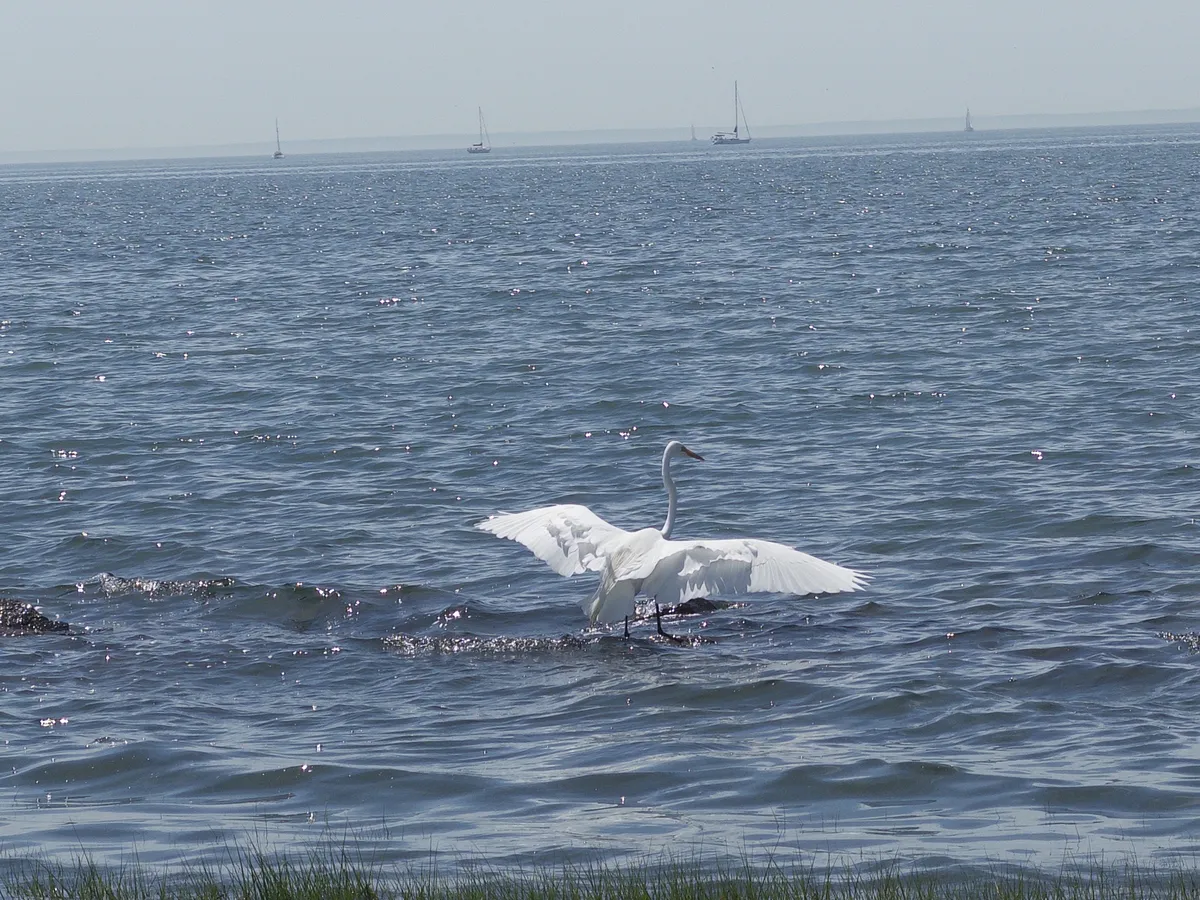A Great Heron Landing in the Ocean