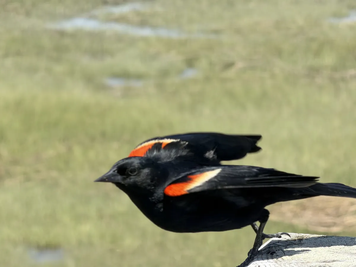 Red Winged Blackbird Taking Off