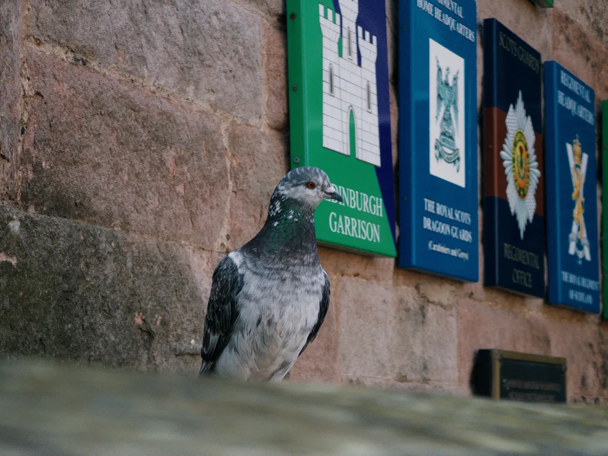 Pidgeon at Edinbugh Castle