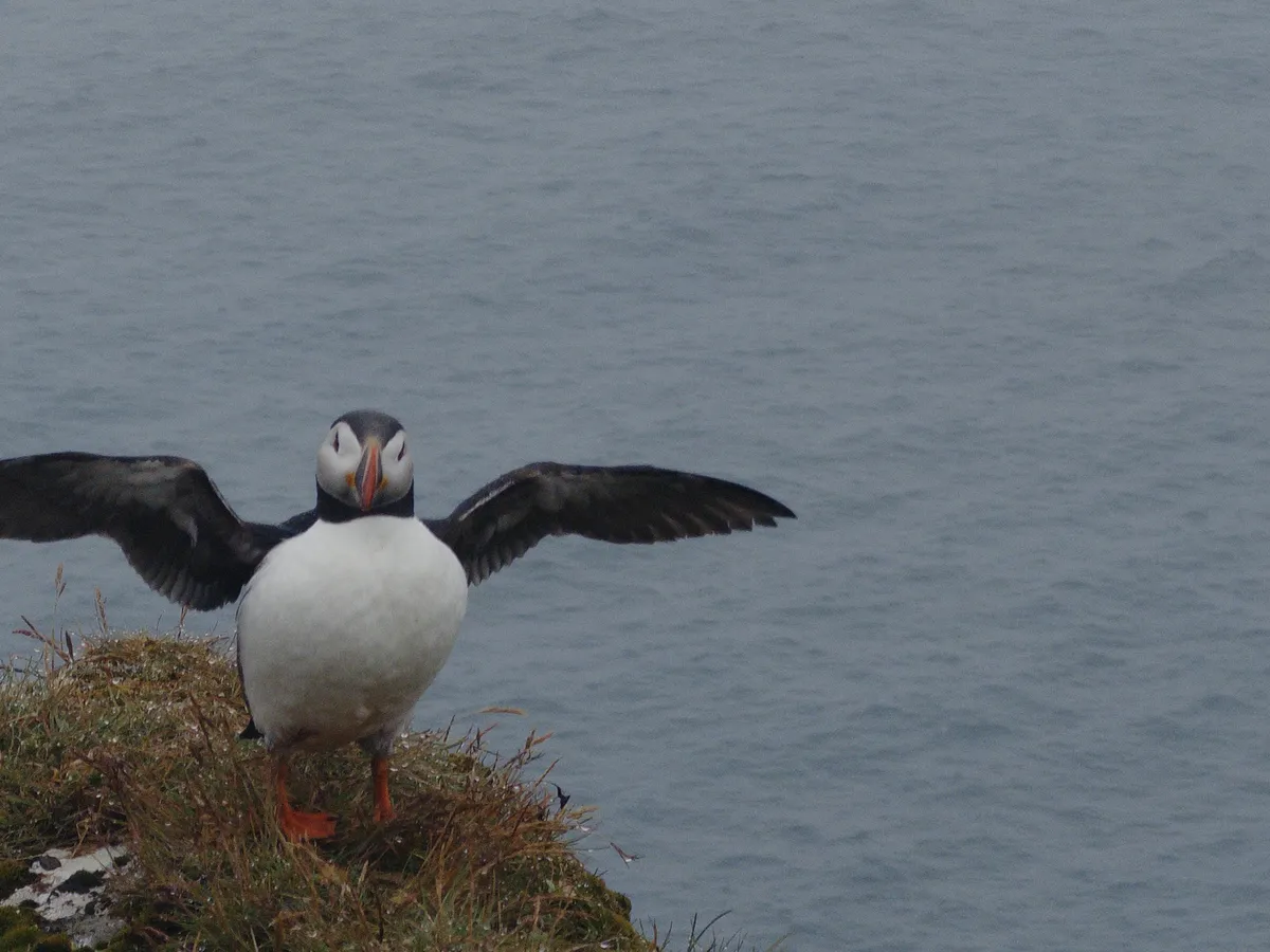 a puffin stretching its wings