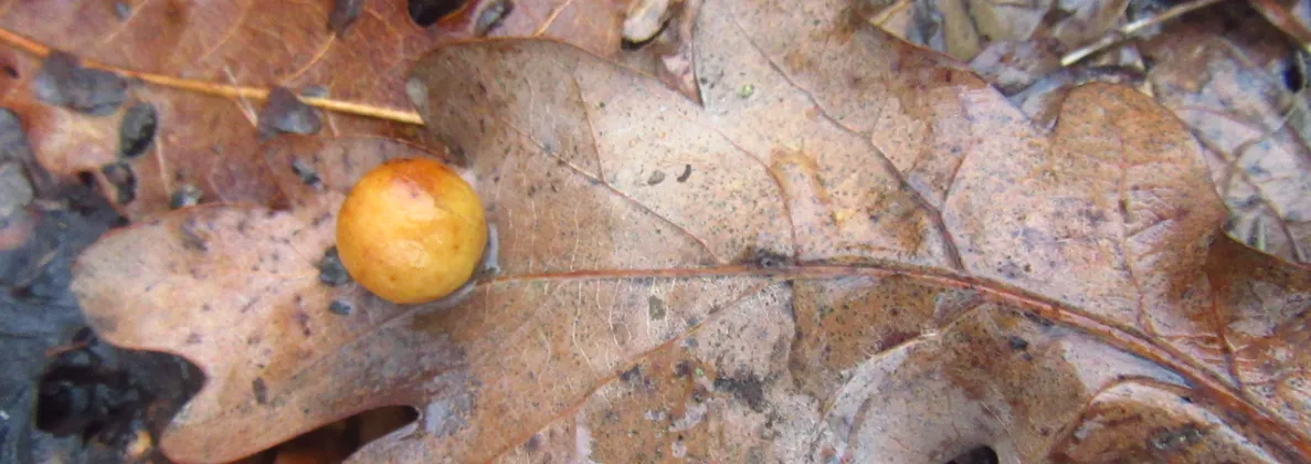 Screenshot 2026-02-07 11