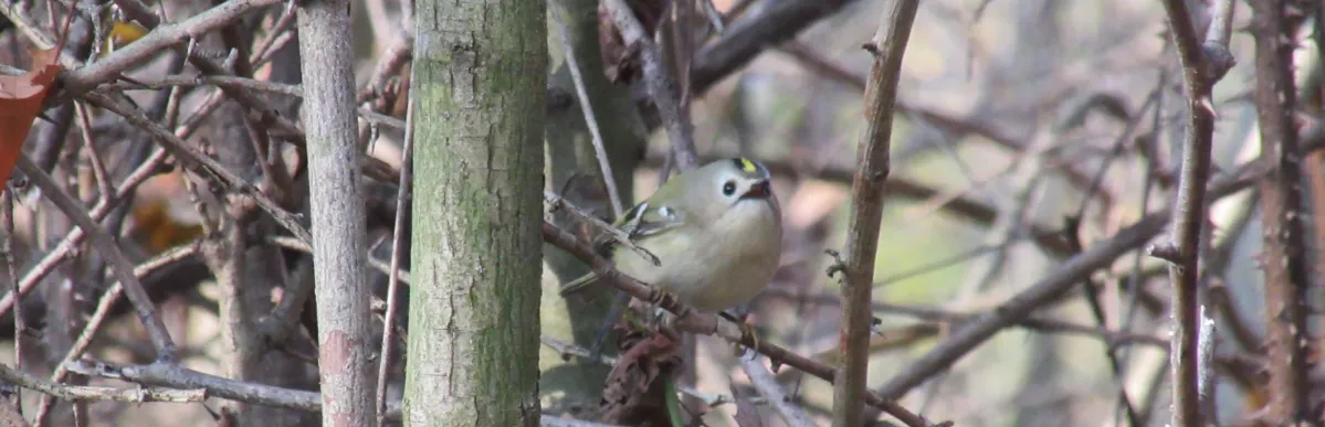 Screenshot 2026-02-04 18