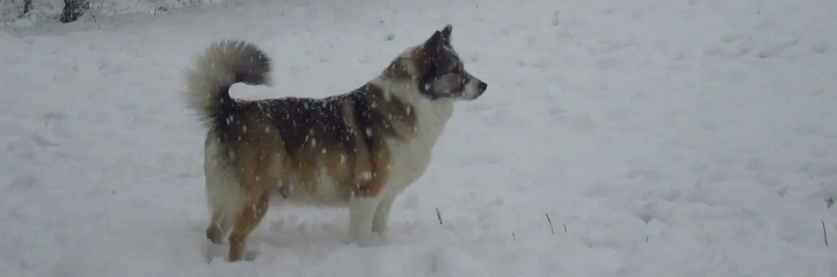 Screenshot 2026-01-29 17