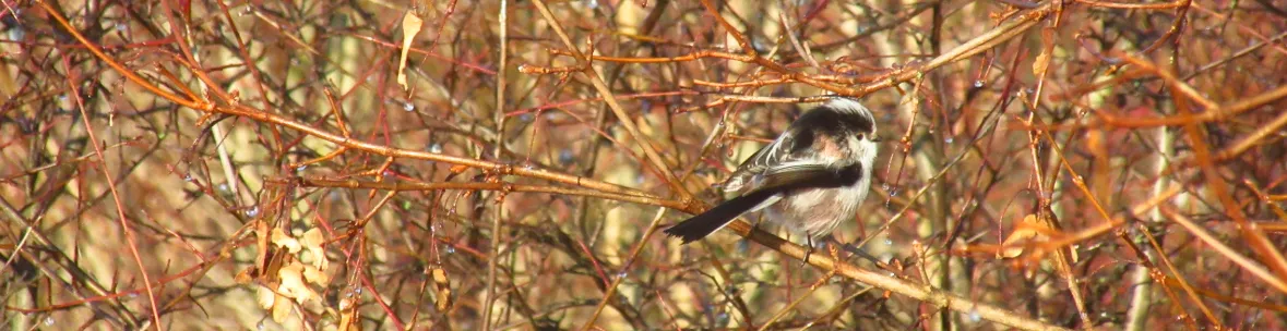 Screenshot 2026-01-29 16