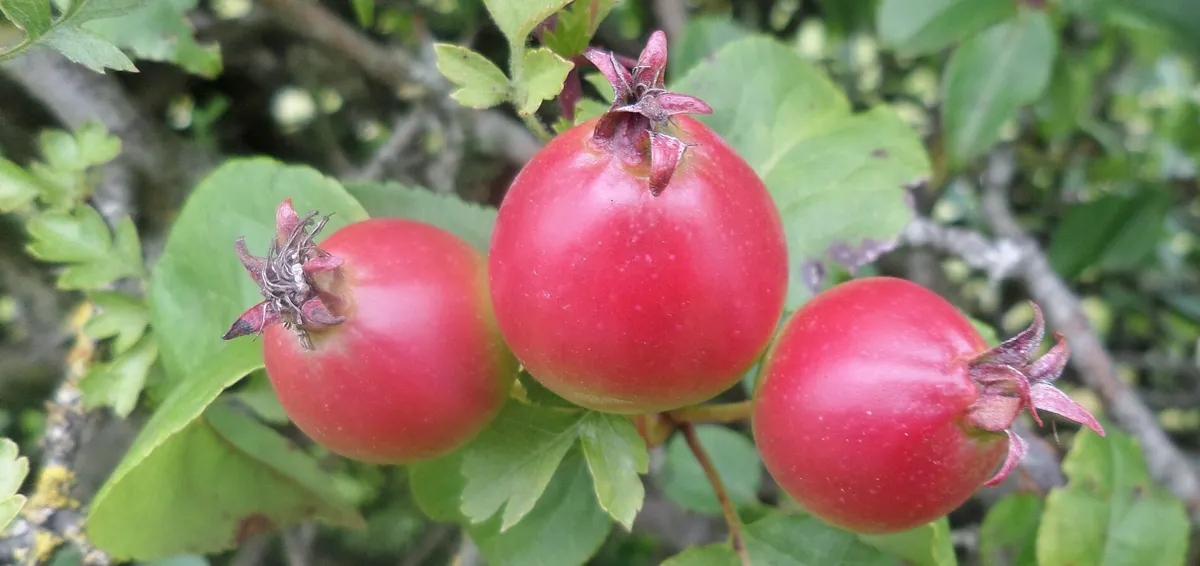 Screenshot 2026-04-11 4