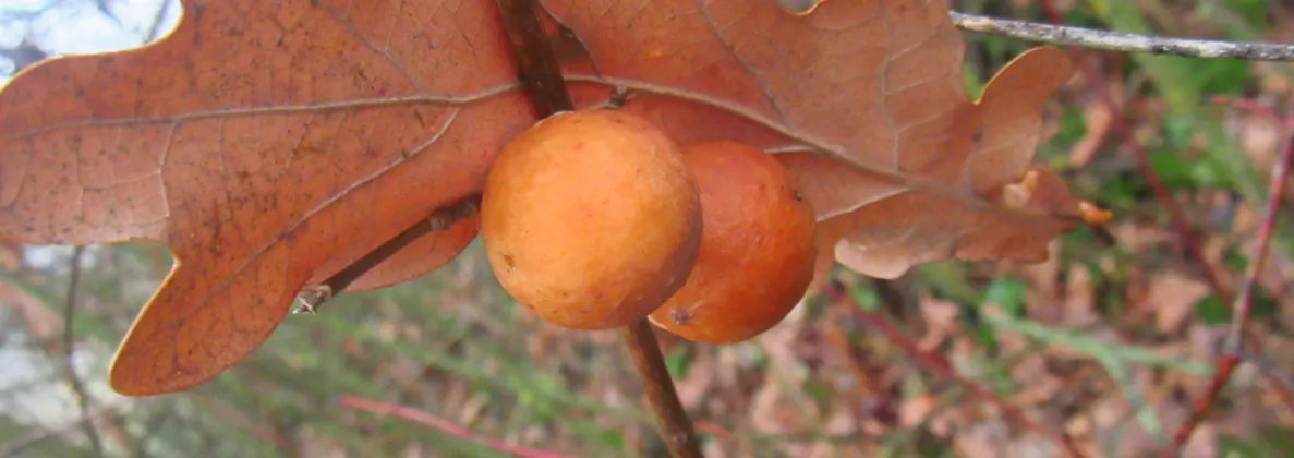 Screenshot 2026-02-07 11