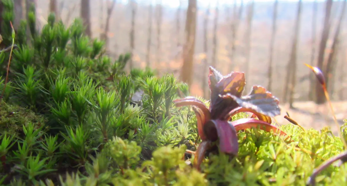 Screenshot 2026-03-01 11