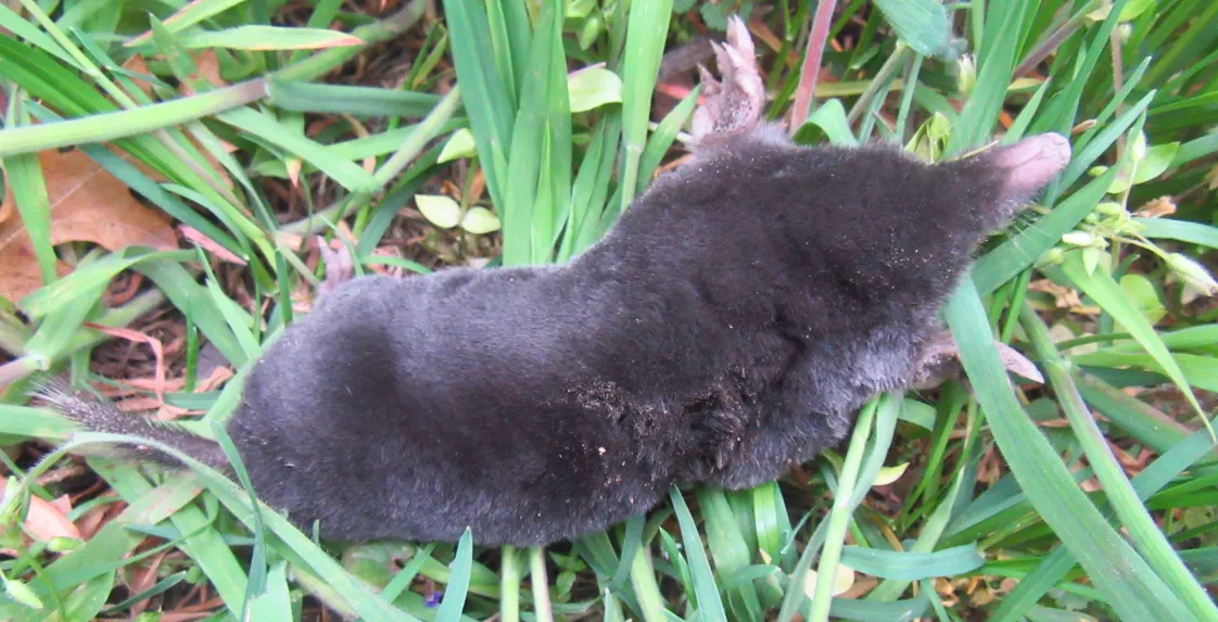 Screenshot 2026-04-19 8