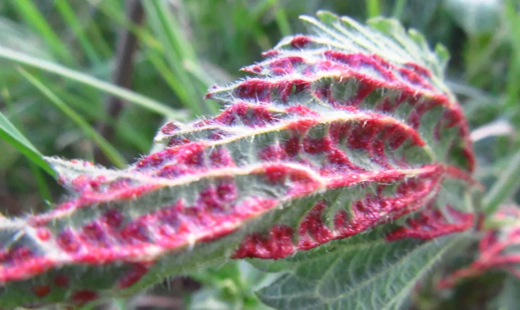 Screenshot 2026-04-17 8