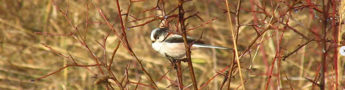 Screenshot 2026-01-29 18