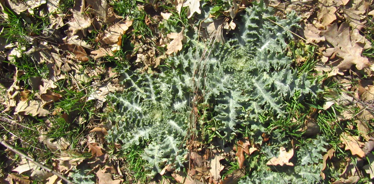 Screenshot 2026-03-01 11