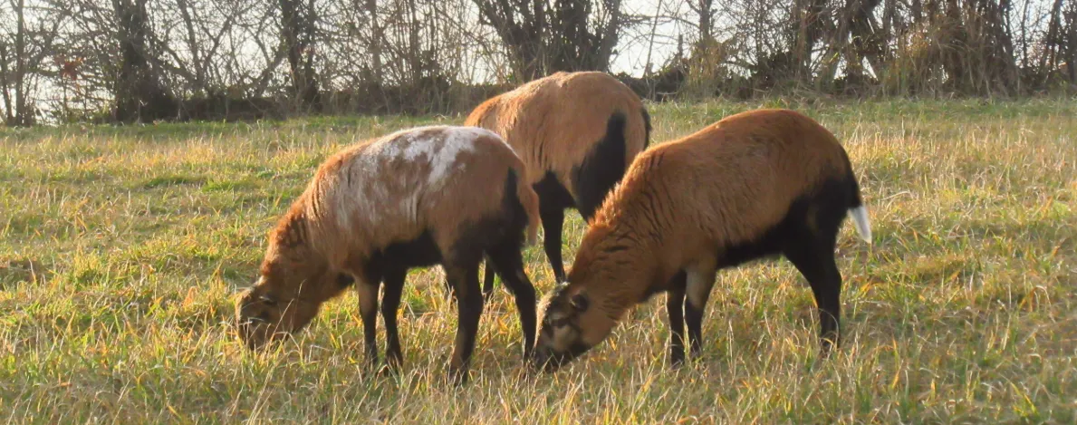 Screenshot 2026-02-16 11