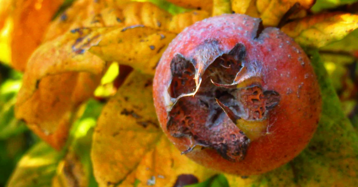 Screenshot 2026-01-29 14