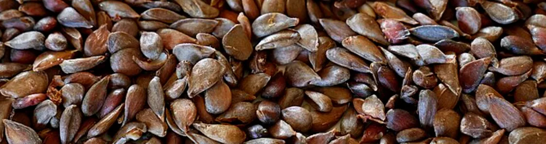 Screenshot 2026-04-11 11