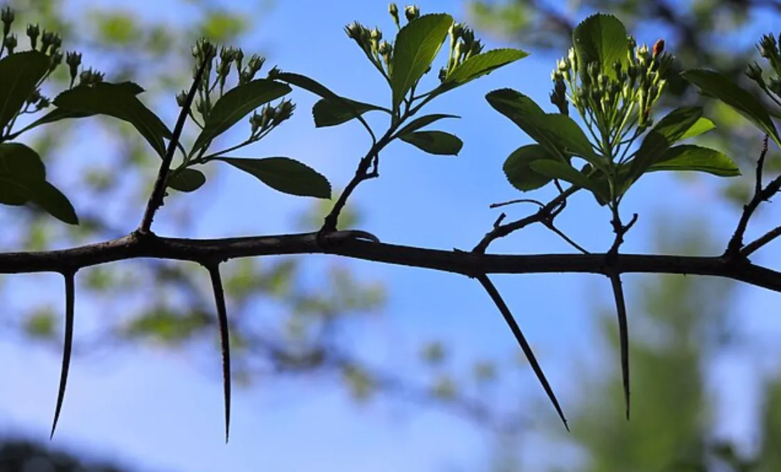 Screenshot 2026-04-11 11