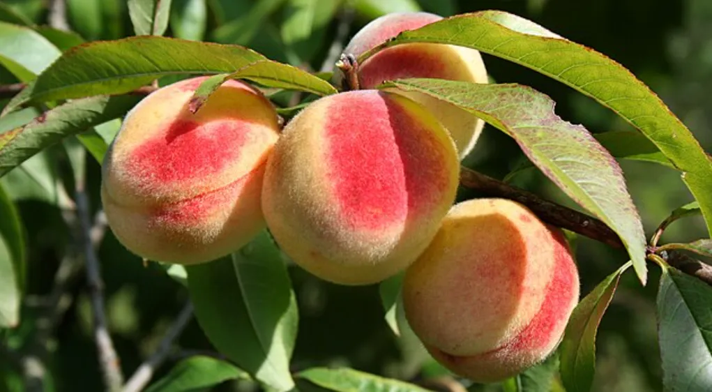 Screenshot 2026-04-07 6