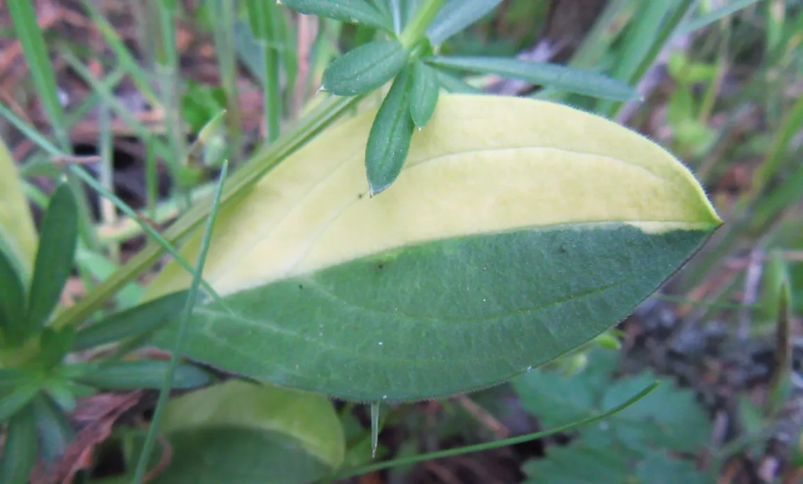 Sectoral chimera in Plantago media leaf