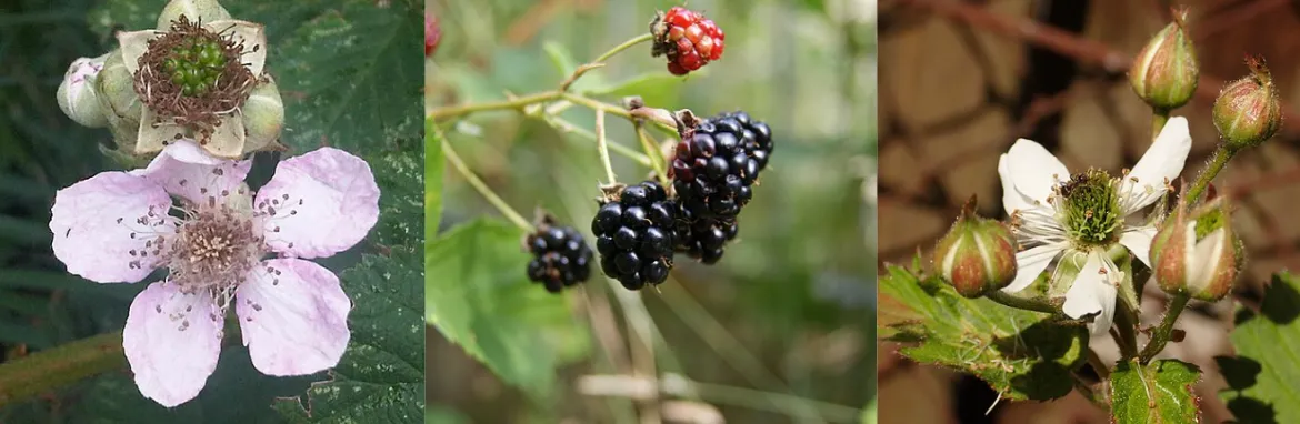 Screenshot 2026-04-11 4